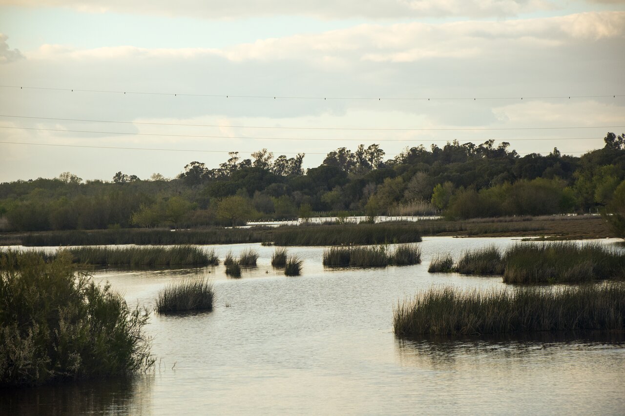 escapada con perro a Doñana desde Sevilla zonas permitidas rutas pet-friendly