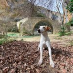 escapada con perro a la Sierra de Mariola desde Valencia rutas senderismo