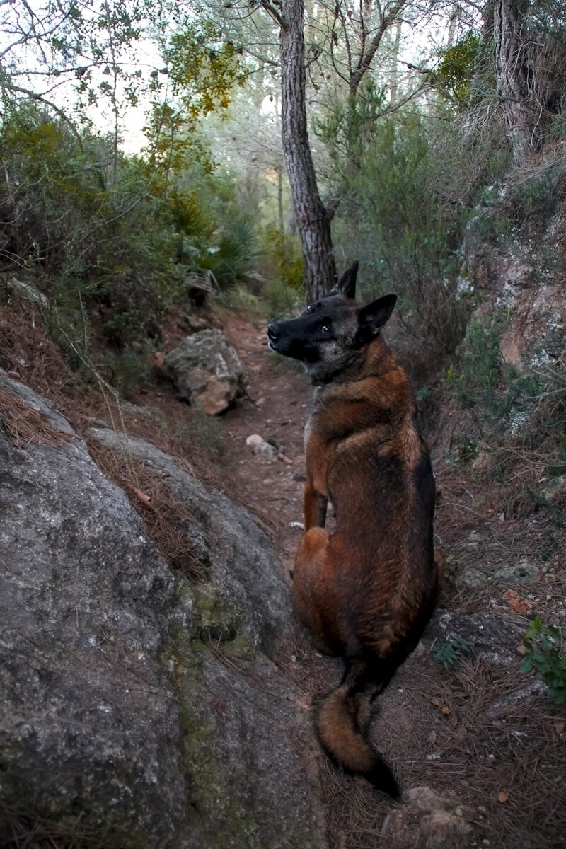 escapada con perro Sierra de Guadarrama