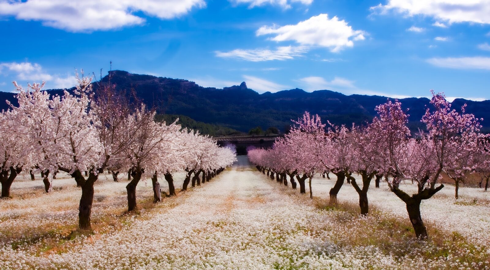 Valle del Jerte cerezos en flor desde Madrid